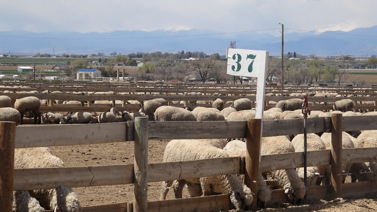 United States Wool Industry impacted by U.S.-China trade war